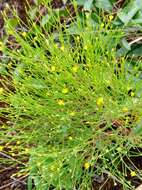 Plancia ëd Hypericum gentianoides (L.) Britton, E. E. Sterns & Poggenb.