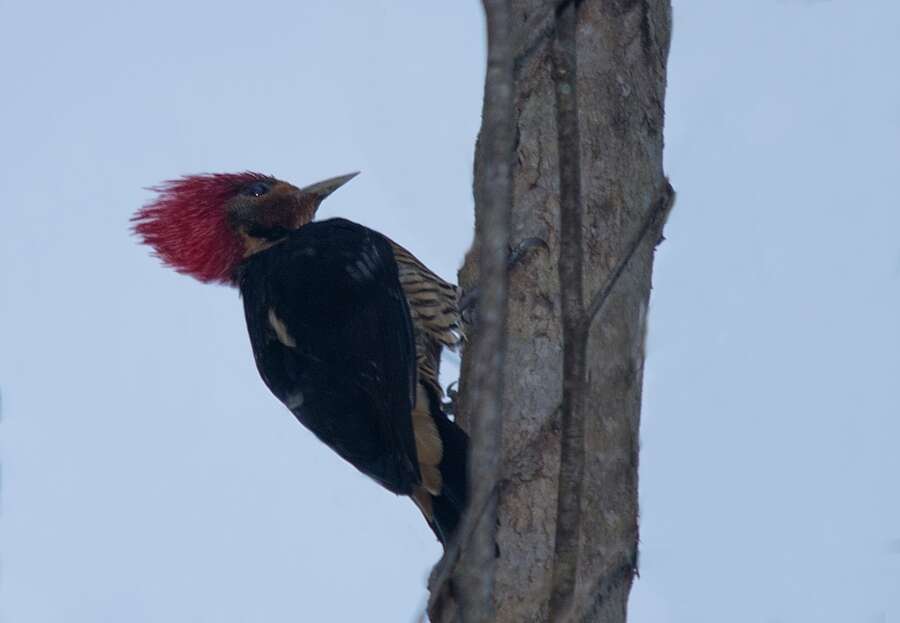 Image of Helmeted Woodpecker