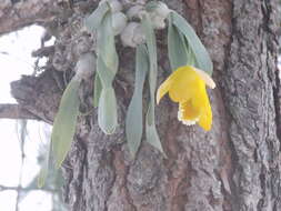 Image of Daffodil orchid