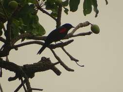 Image of Red-shouldered Cuckoo-shrike