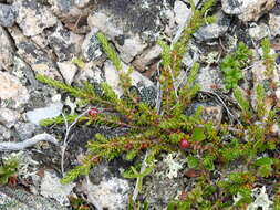 Empetrum eamesii Fern. & Wieg.的圖片