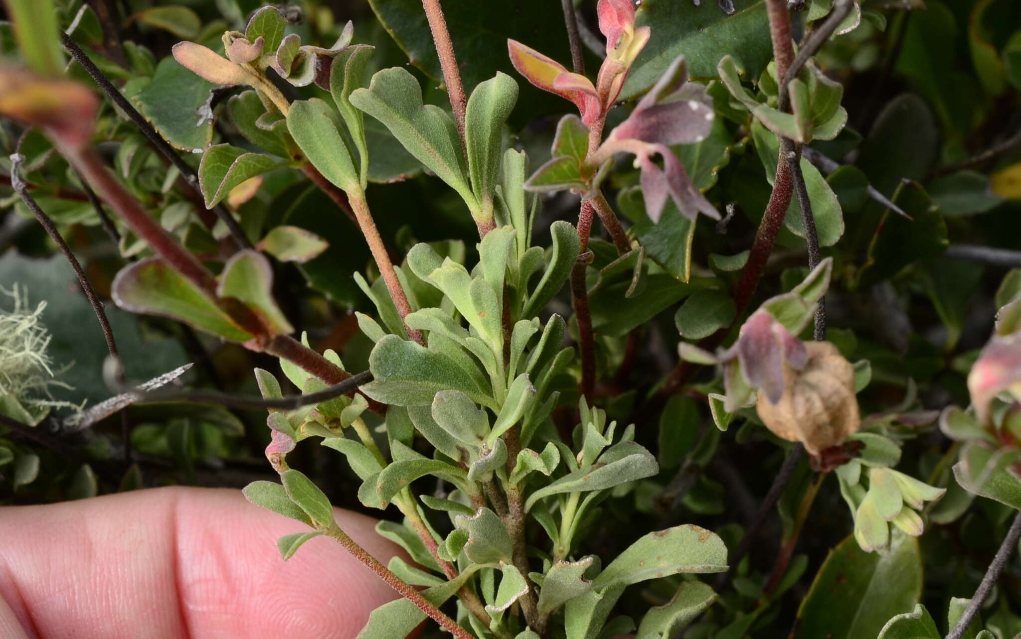 Hermannia ternifolia C. Presl的圖片