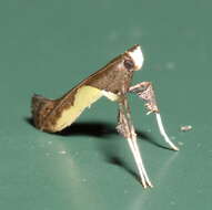 Image of Caloptilia belfragella (Chambers 1875)