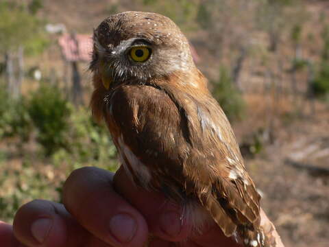 Image of Colima Pygmy Owl