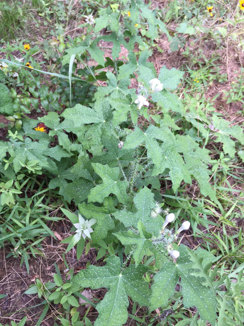 Image of Texas bullnettle