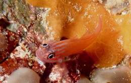 Image of Stripehead dwarfgoby