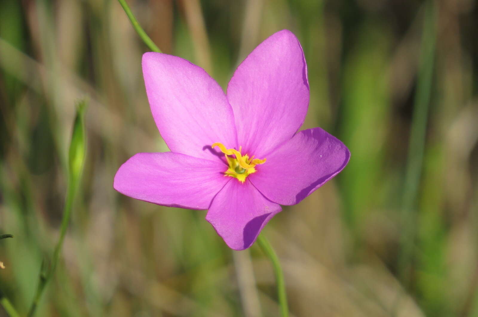 Image of largeflower rose gentian