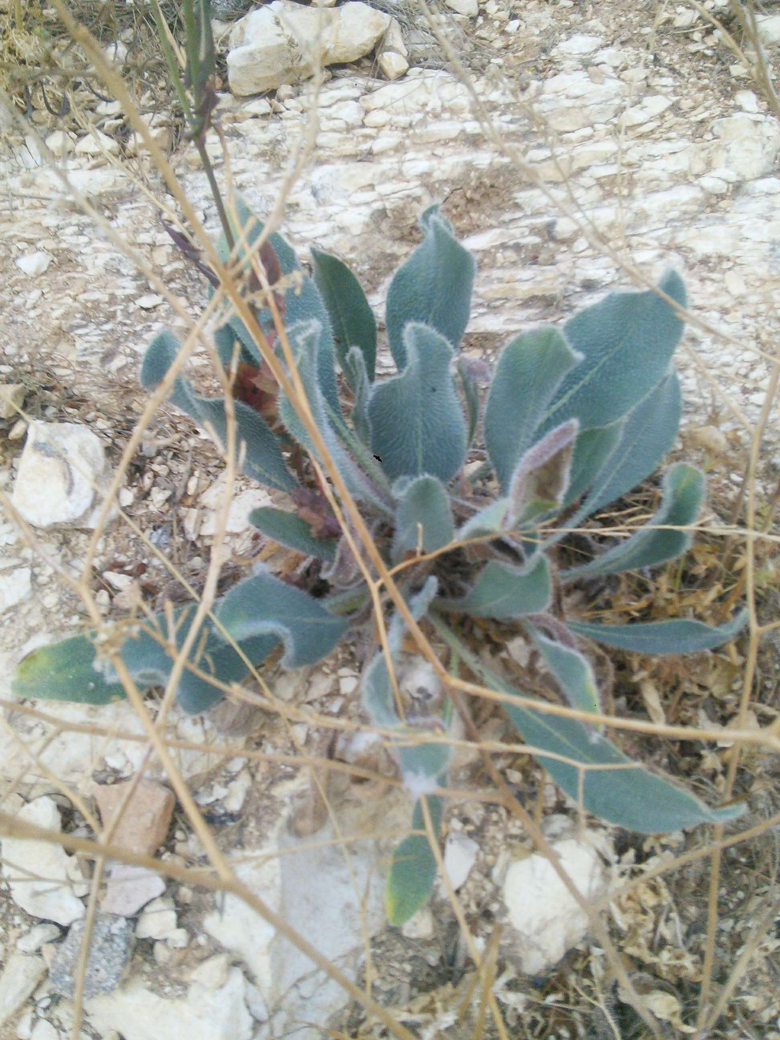 Image of Anchusa strigosa Banks & Sol.