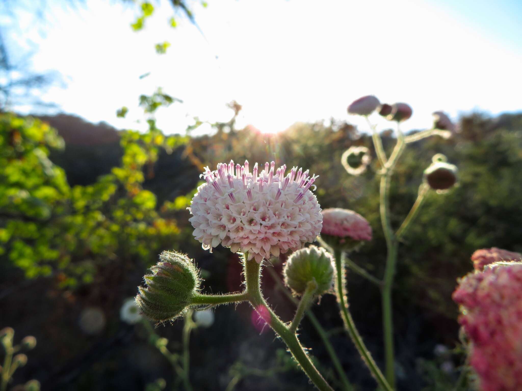 Sivun Chaenactis artemisiifolia (Harvey & A. Gray) A. Gray kuva