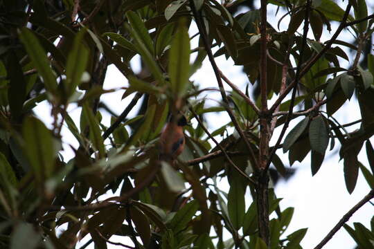 Image of Rufous Sibia