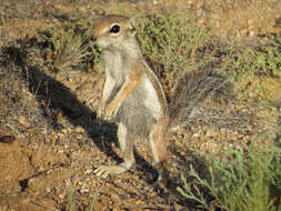 Image of Harris's Antelope Squirrel