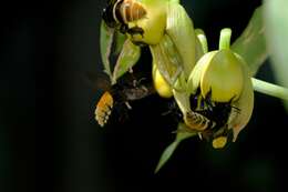 Image of Catasetum integerrimum Hook.