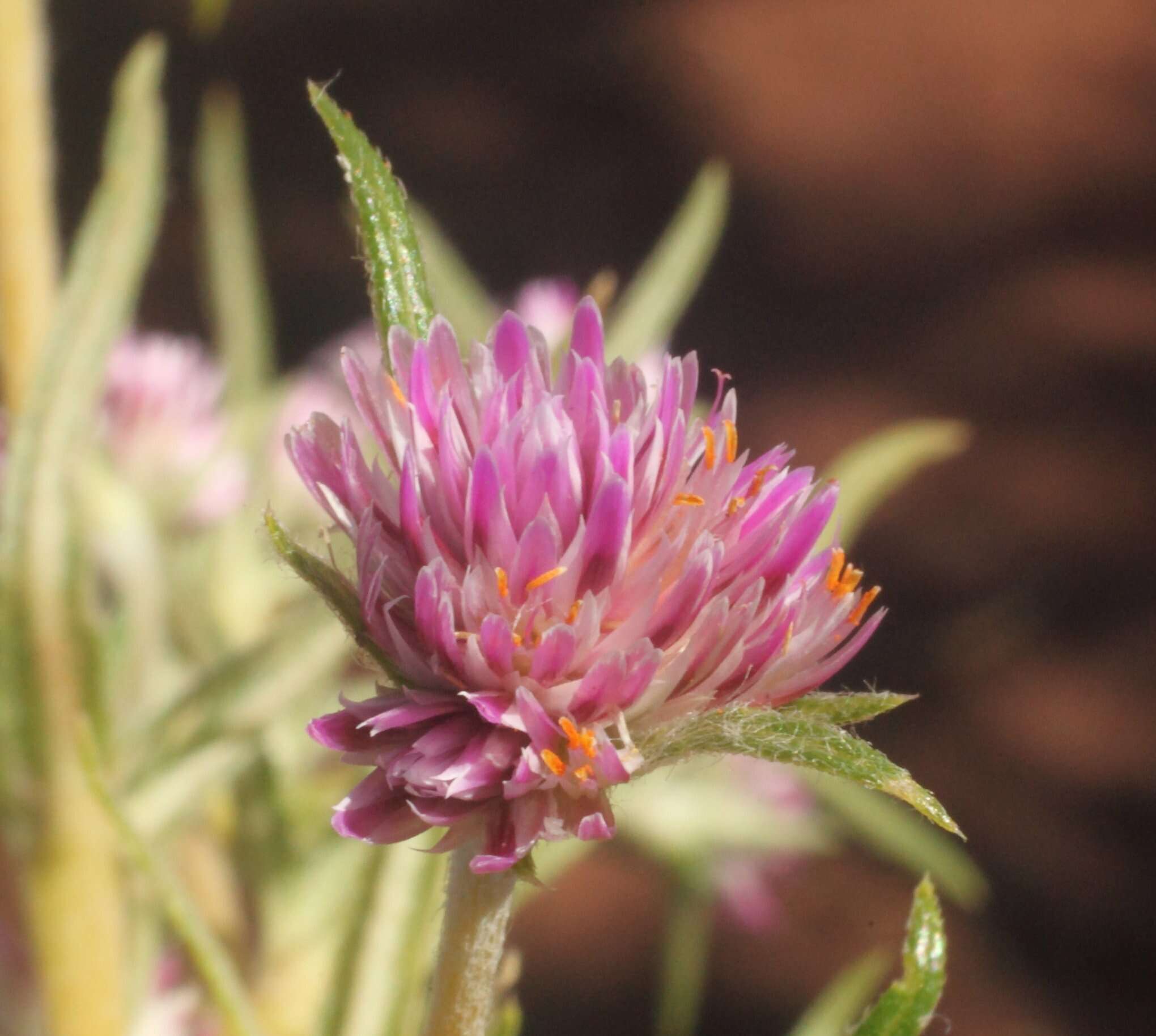 Image of Gomphrena flaccida R. Br.