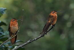 Image of Aglaeactis cupripennis cupripennis (Bourcier 1843)