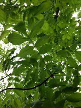 Image of shellbark hickory