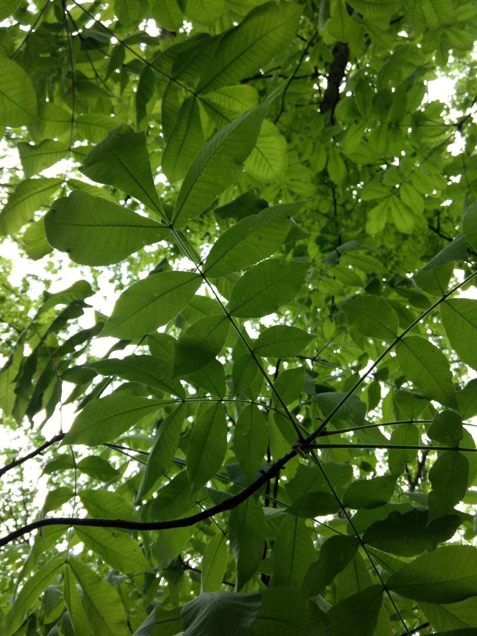 Image of shellbark hickory