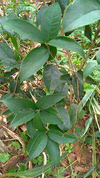 Image of Osmanthus delavayi Franch.