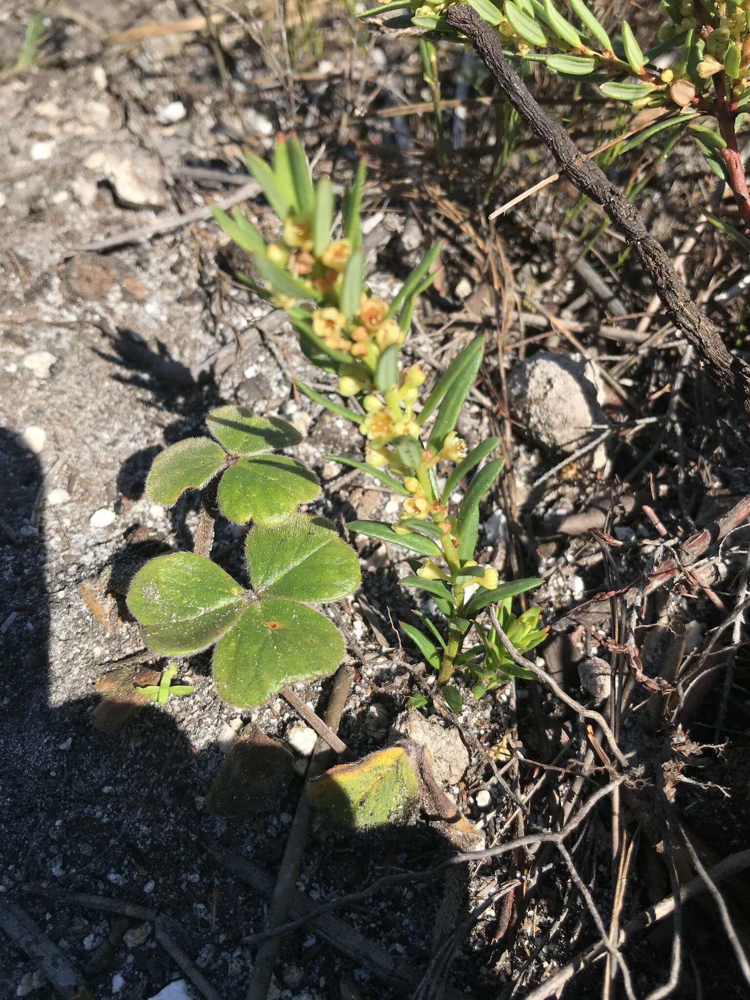 Image of Clutia polygonoides L.