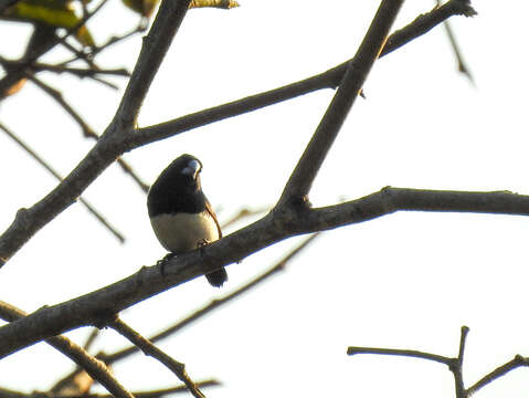 Image of Black-and-white Mannikin