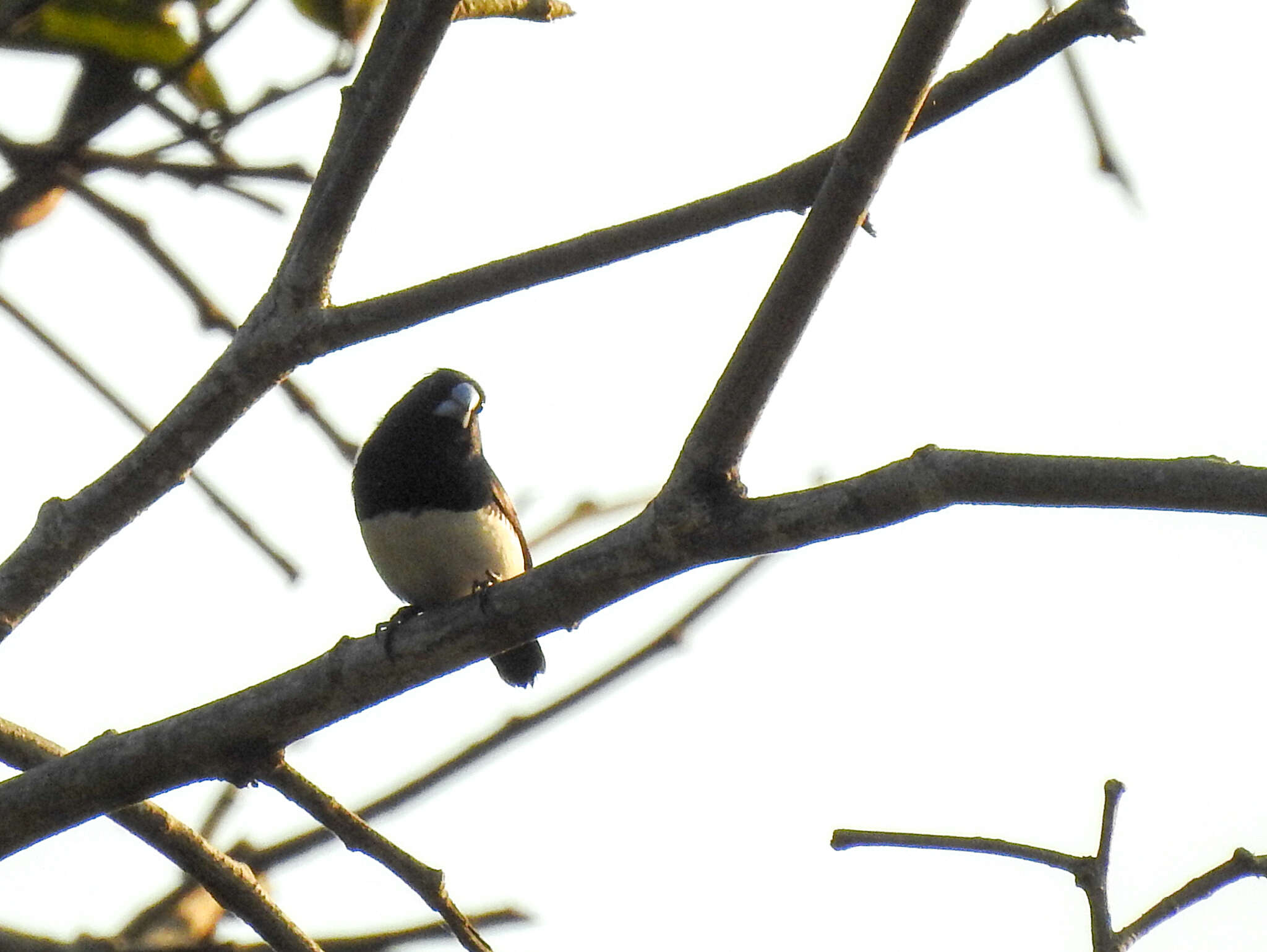 Image de Spermestes bicolor (Fraser 1843)