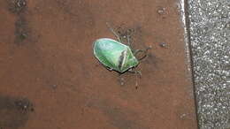 Image of Red-banded Stink Bug