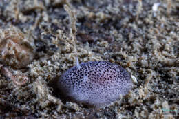 Image of Atalodoris pusilla (Alder & Hancock 1845)