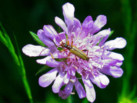 Image of Pidonia lurida (Fabricius 1793)