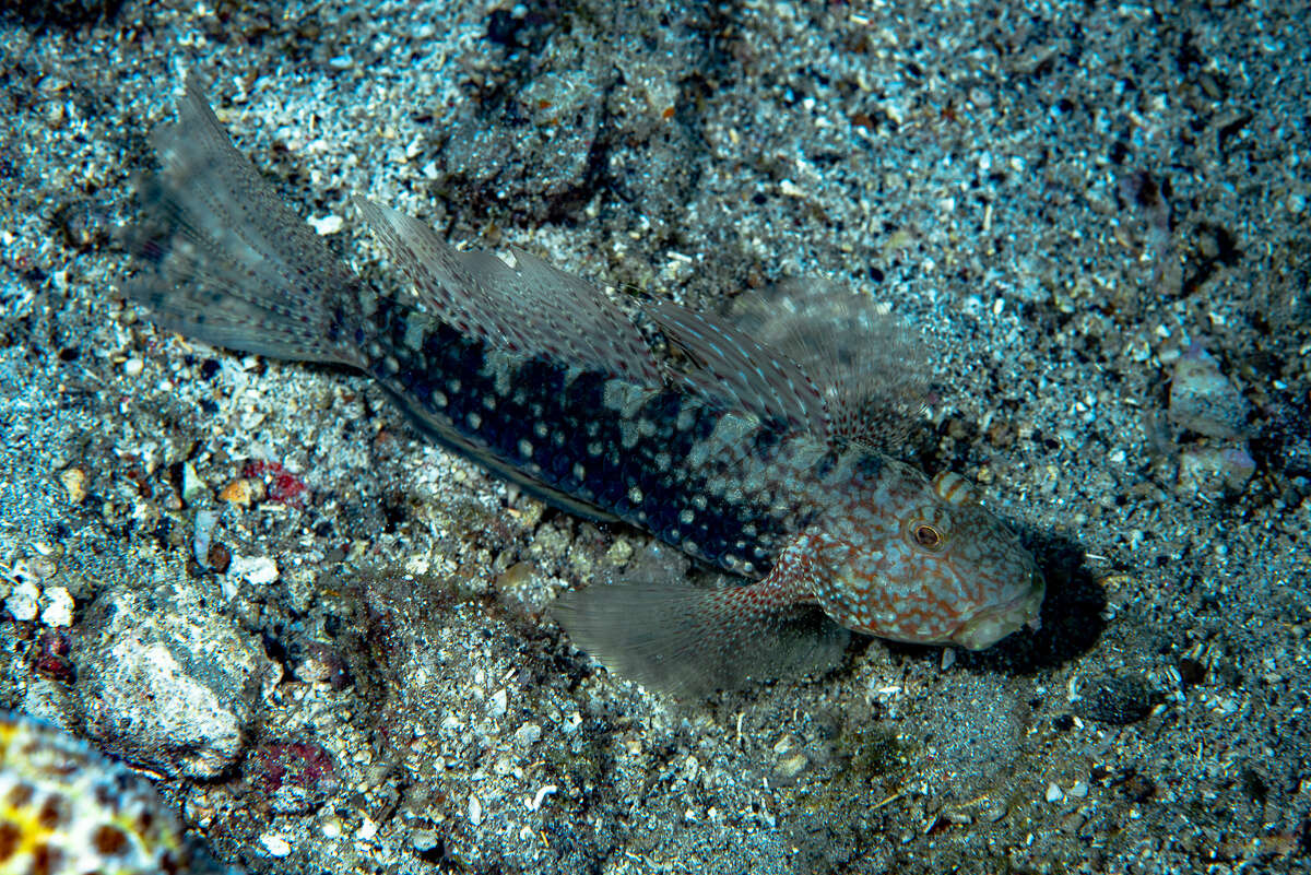 Image of Beautiful goby