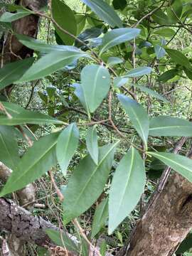 Imagem de Daphnopsis americana subsp. caribaea (Griseb.) Nevling