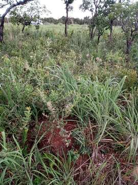 Imagem de Banisteriopsis campestris (A. Juss.) Little