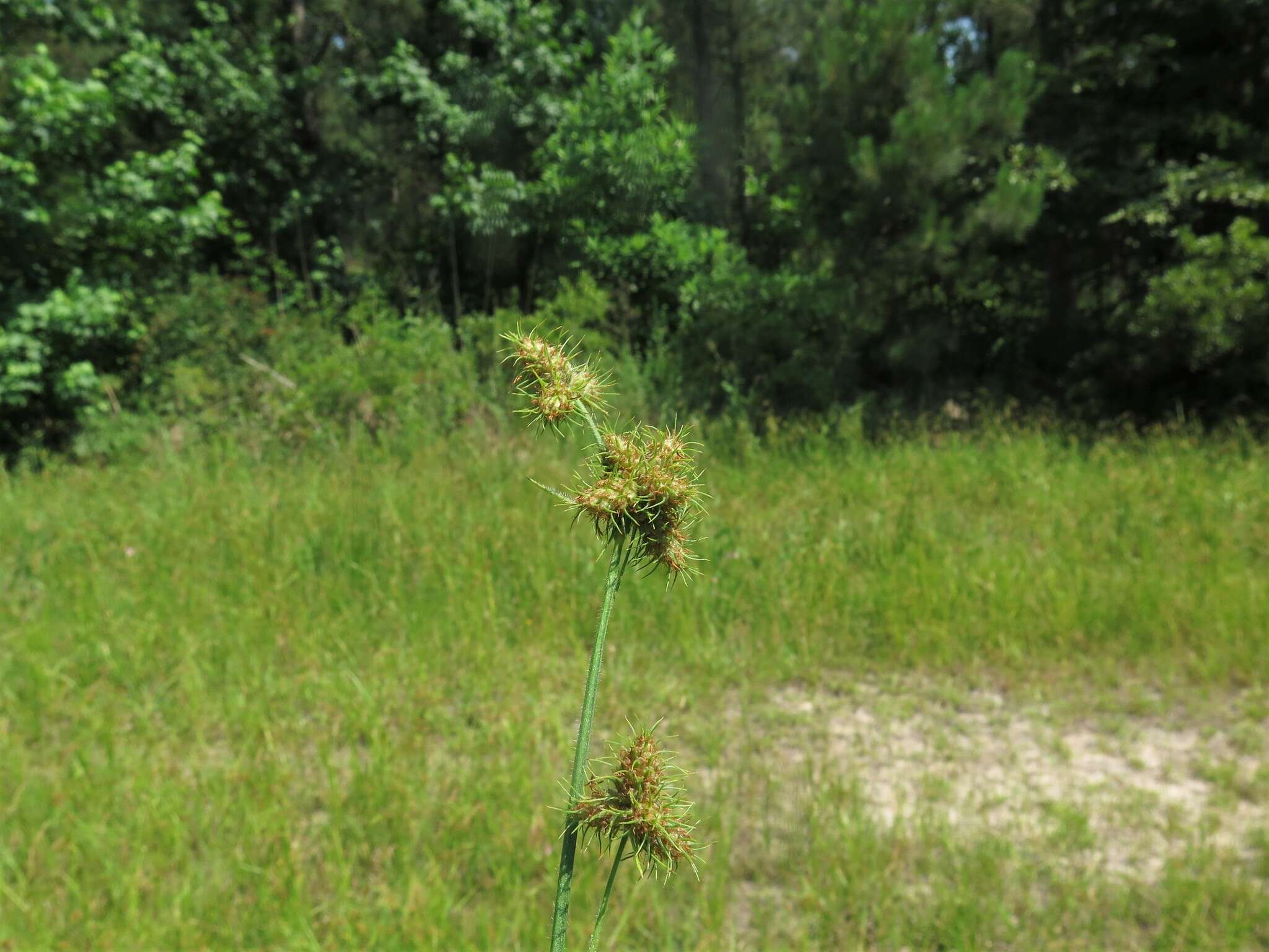 Image of Bush's umbrella-sedge