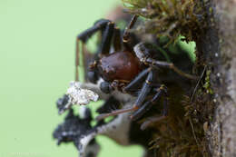 Image of Xysticus ellipticus Turnbull, Dondale & Redner 1965