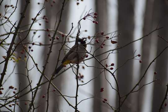 Image of Himalayan Bulbul