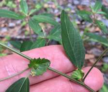 Sivun Acalypha gracilens A. Gray kuva