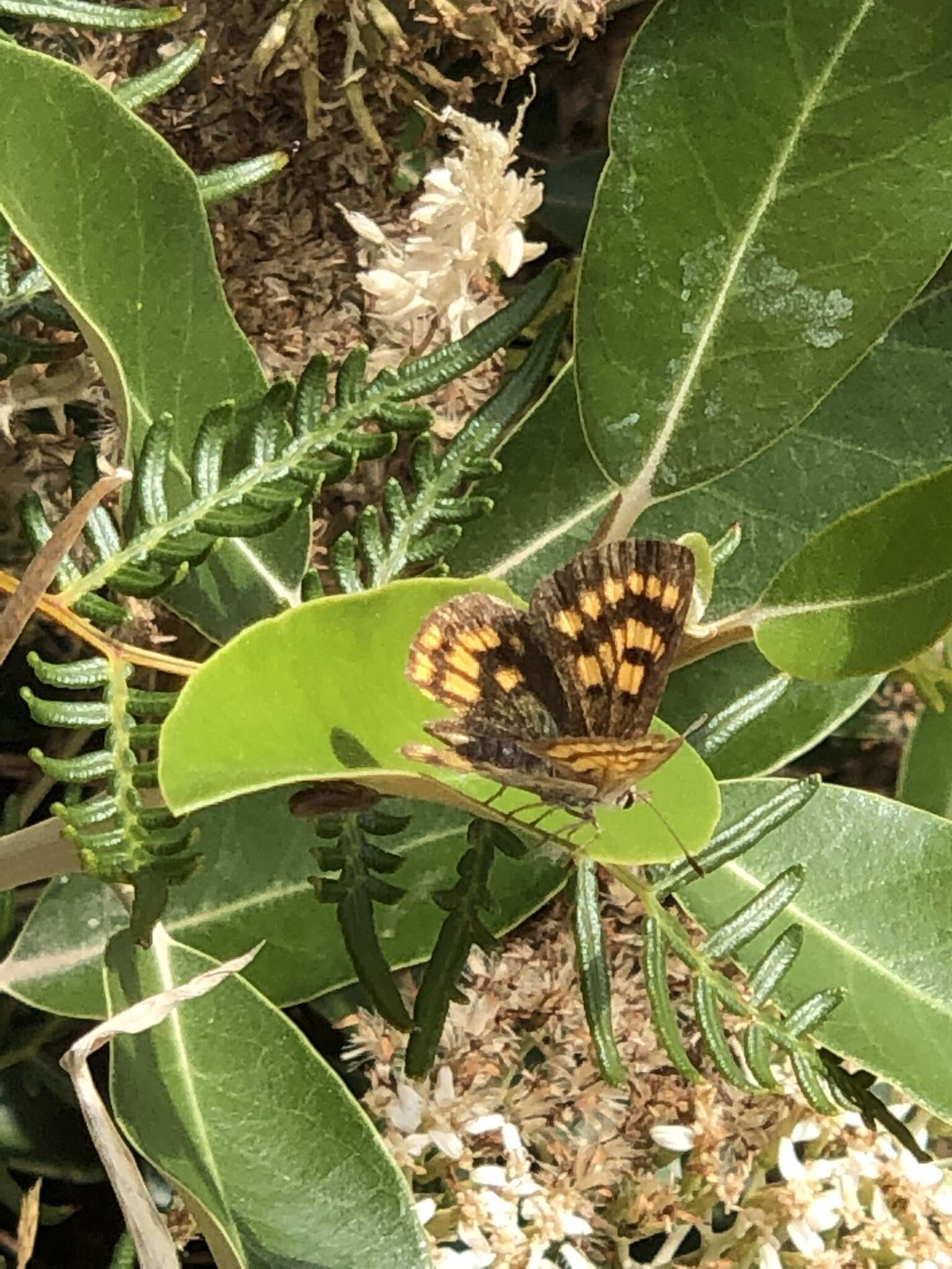 Lycaena feredayi (Bates 1867) resmi