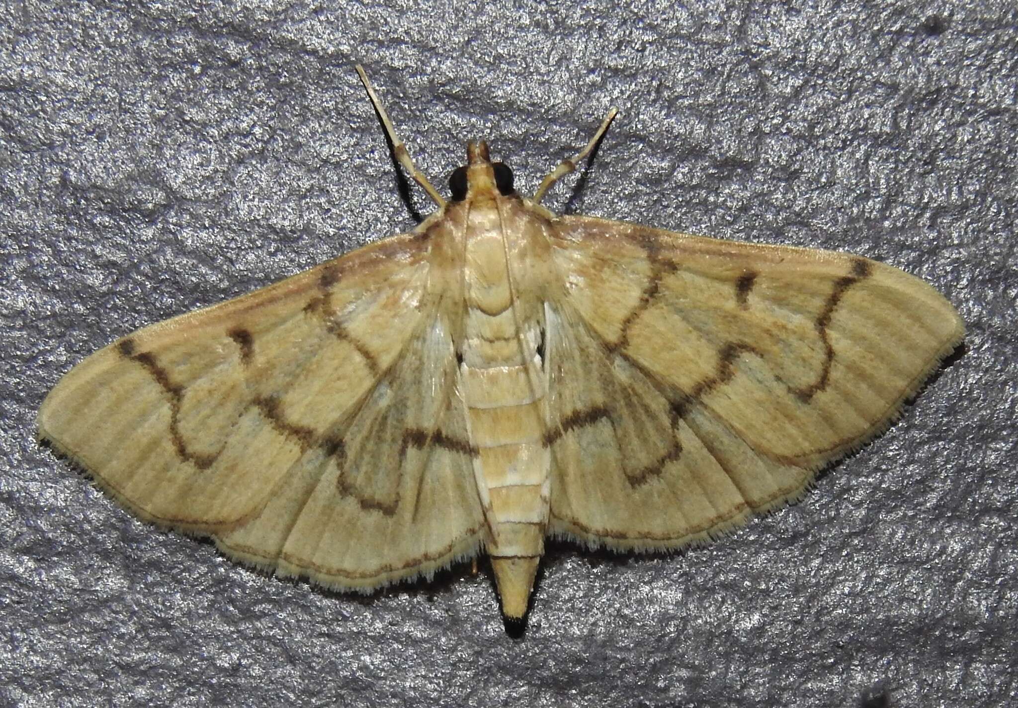 Herpetogramma theseusalis Walker 1859 resmi