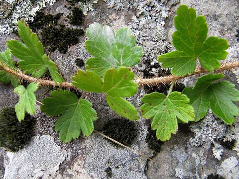 Image of Ribes burejense F. Schmidt