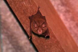 Image of Eastern Horseshoe Bat