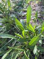 Image of Pringle's aster