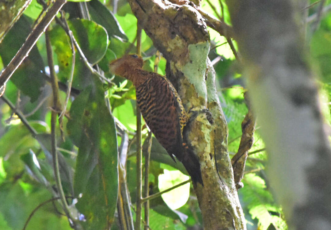 Image of Waved Woodpecker