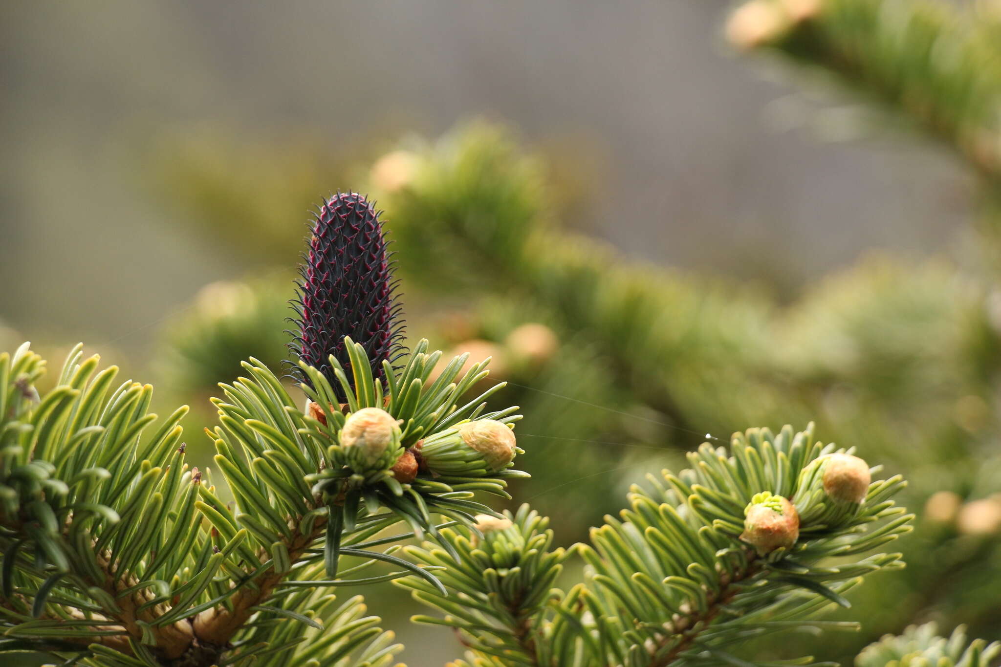 Image of Bhutan Fir