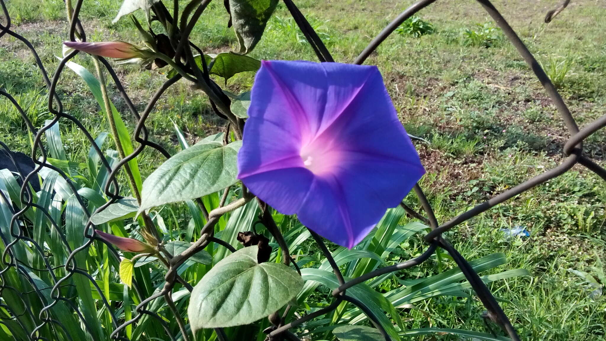 Sivun Ipomoea indica (J. Burman) Merr. kuva