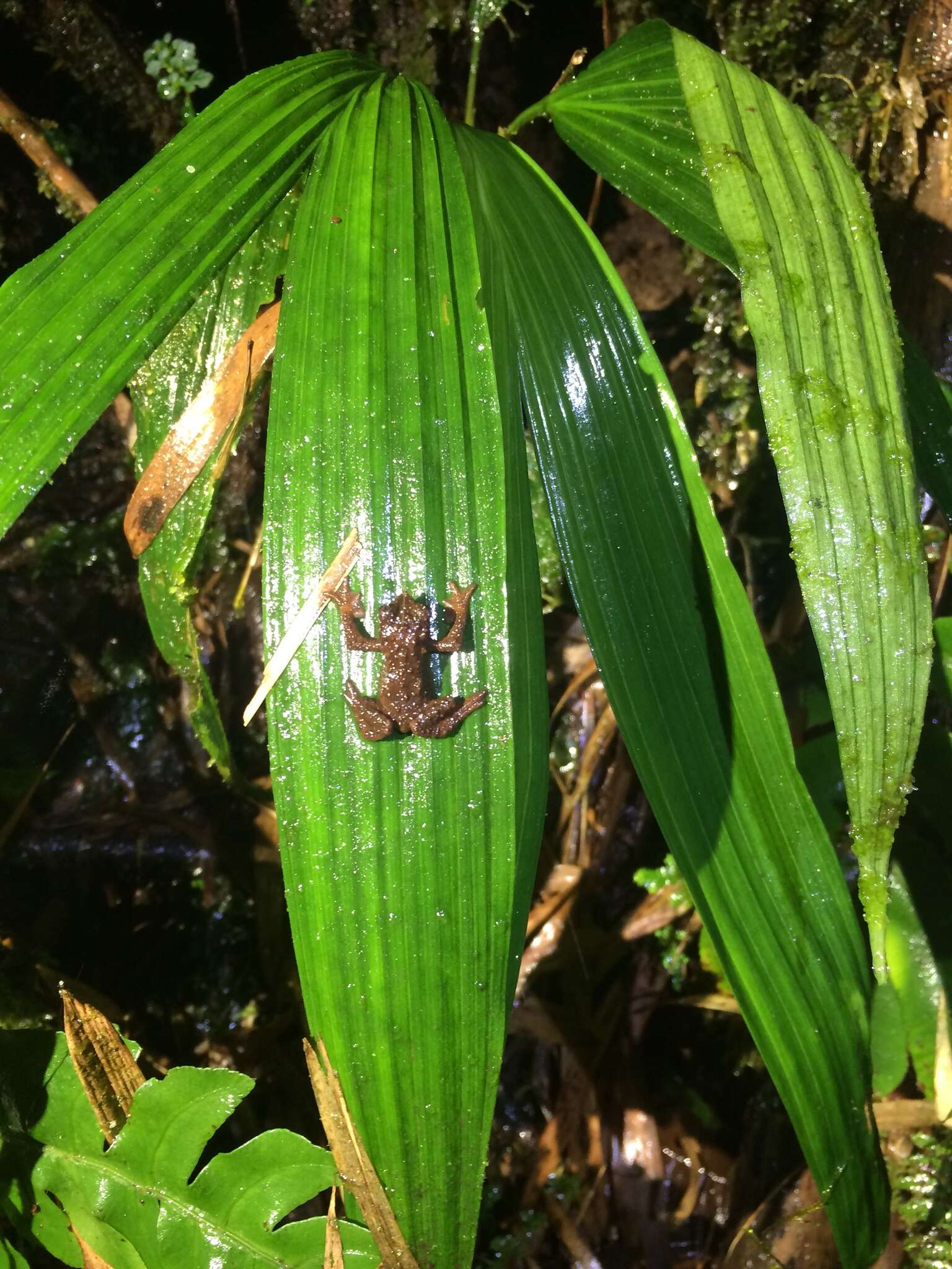 Image of Guacamayo Plump Toad