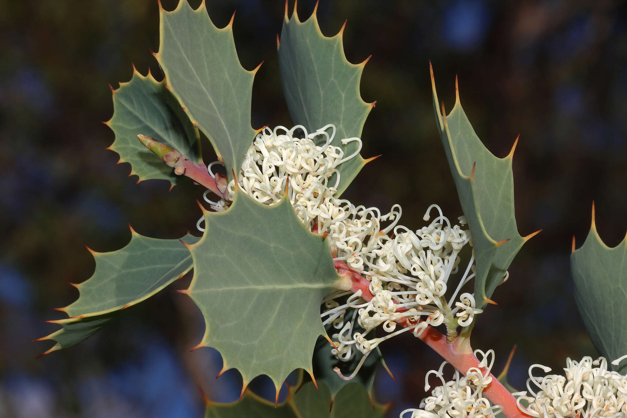 Image of Hakea cristata R. Br.