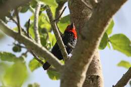 Image of Black-billed Barbet