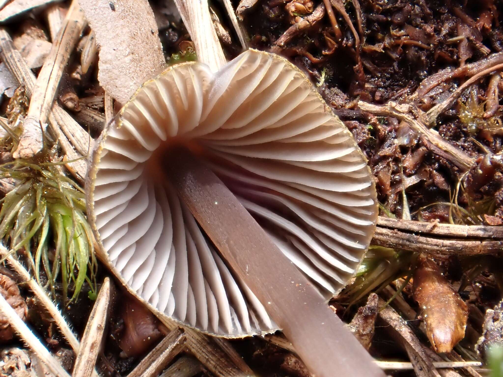 Image of Mycena silvae-nigrae Maas Geest. & Schwöbel 1987