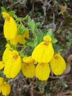 Image of Calceolaria crenatiflora Cav.