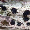 Image of <i>Megalospora atrorubricans</i> subsp. <i>australis</i>