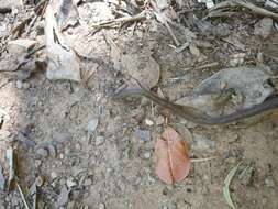 Image of Verreaux's White-footed Rat -- Verreaux's Mouse