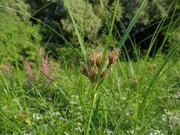 Imagem de Bolboschoenus laticarpus Marhold, Hroudová, Duchácek & Zákr.